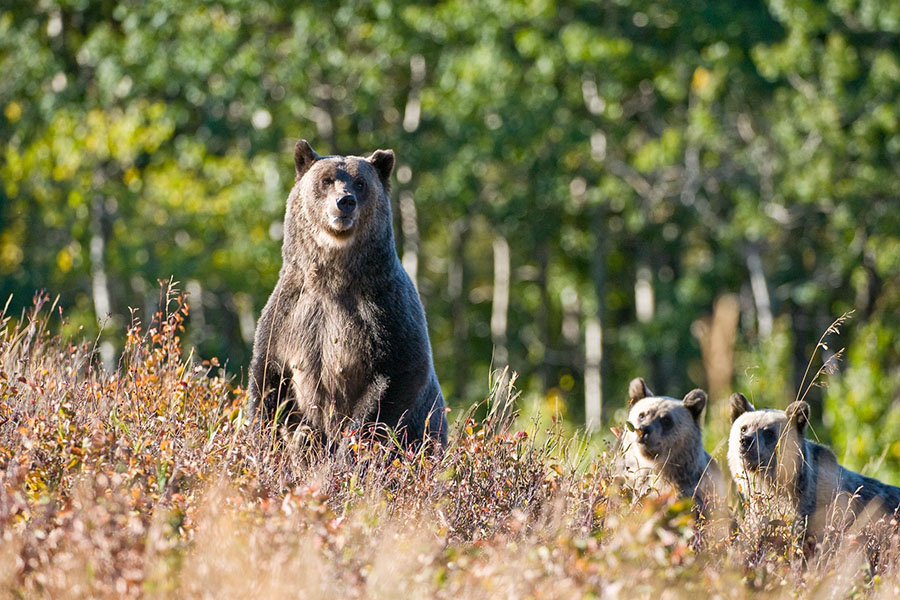 A grizzly sow stands on hind legs next to two waiting cubs