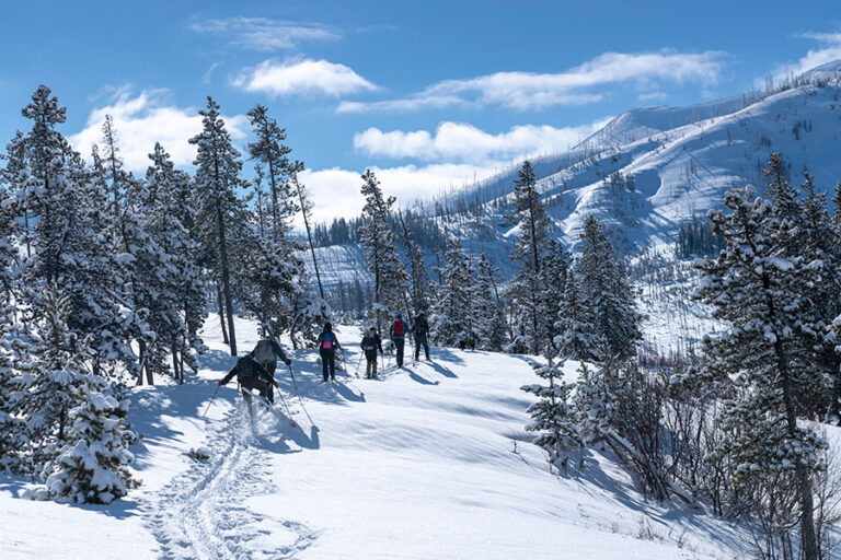 Cross-country skiers on a sunny day