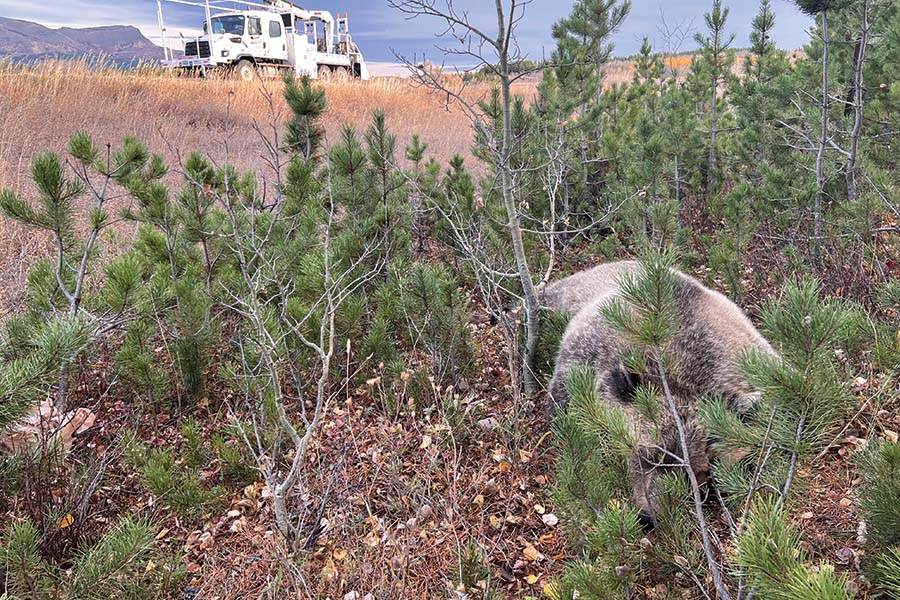 grizzly-resting-spot