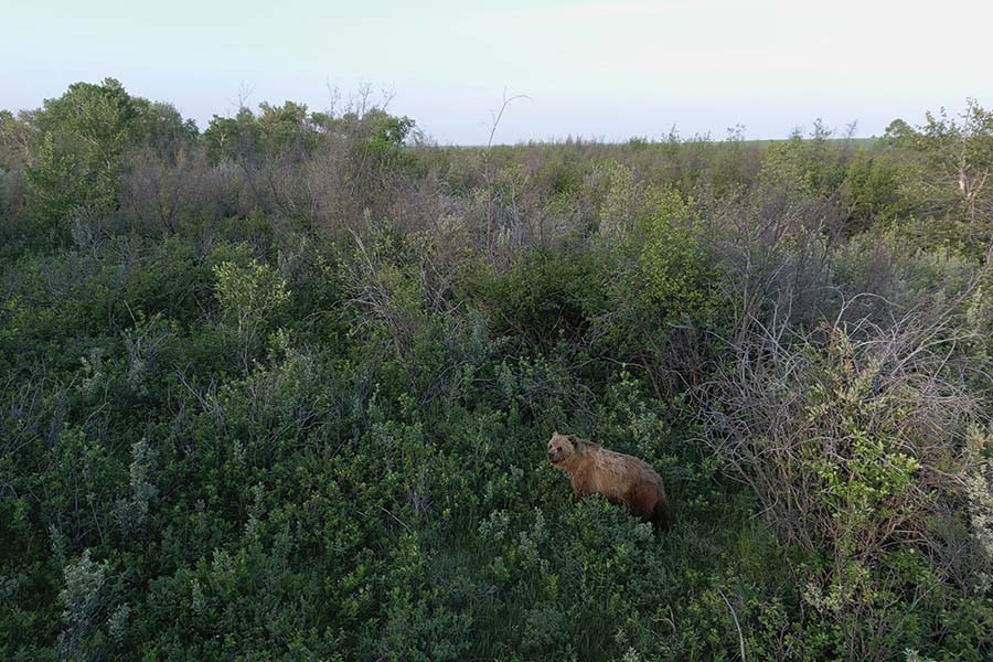 Wesley Sarmento/Montana Fish, Wildlife, and Parks