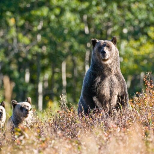 grizzly sow and cubs