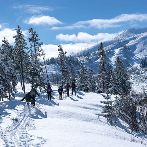 Cross-country skiers on a sunny day