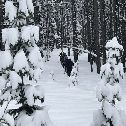 Cross-country skiers ski away through the trees